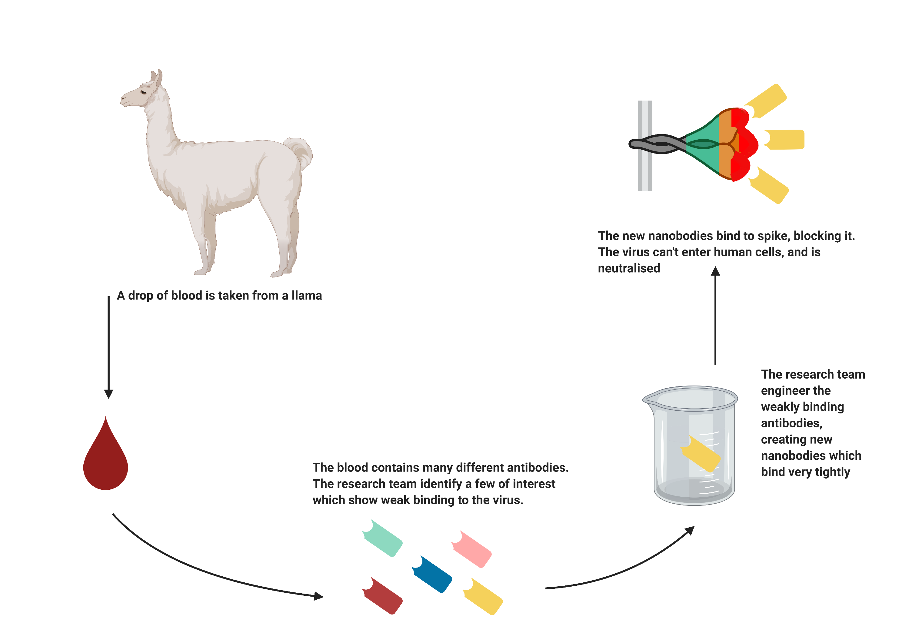 Engineered Llama Antibodies Neutralise Covid-19 Virus - - Diamond Light ...